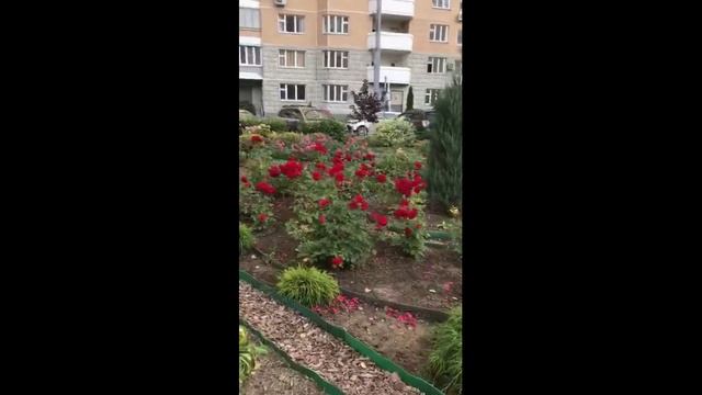 ПАЛИСАДНИКИ и САДЫ, созданные для Людей!