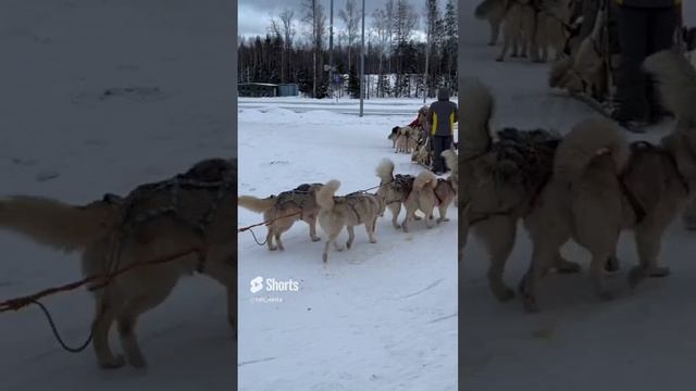 Собачьи упряжки-Нарты,езда,поиск Северной звезды!!!???СуперДед.?❄️❄️❄️❄️❄️☃️Наше Подмосковье!!!