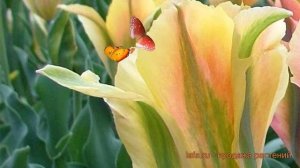 Тюльпан обыкновенный Голден Артист (tyulpan) ? обзор: как сажать, луковицы тюльпаны Голден Артист