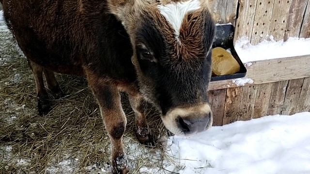 Можно ли давать сырой картофель козам, овцам и телятам??? смотреть онлайн