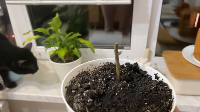 #short Плохая и хорошая новость .Уходим но не прощаемся. смотреть онлайн