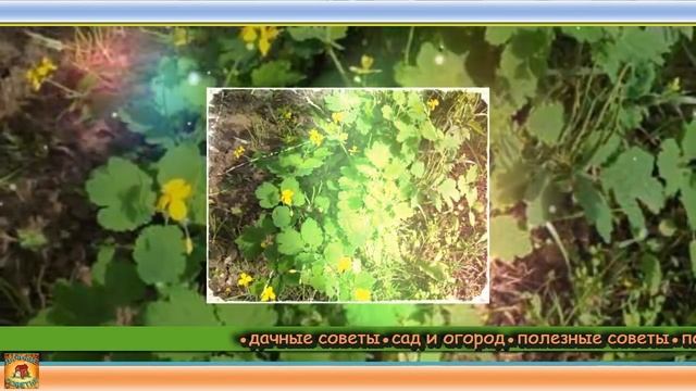 Так вот зачем чистотел нужно высаживать в огороде. Главный помощник в саду и огороде. Дачные совет смотреть онлайн