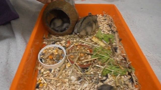 Как играют малыши хомячки. смотреть онлайн