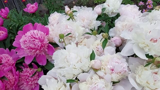 Пионы расцветают.Феликс Крусс,Джулия Роуз,Бартзелла,Мисс Америка,Ред Мейджик,Примевер.2022 смотреть онлайн