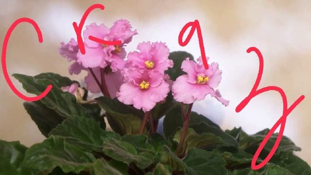 Сказка польская о Фиалковых глазках. смотреть онлайн