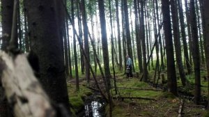 грибы в Сусанино