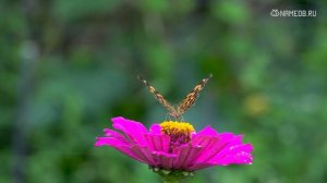 Совместимость: женщина-телец и мужчина-лев