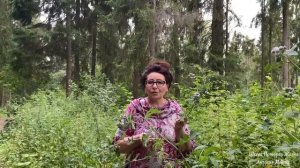 КАК ВЫЛЕЧИТЬ ФИБРОЗНО-КИСТОЗНУЮ МАСТОПАТИЮ?