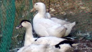 Схема пропаивания уток от ветврача.