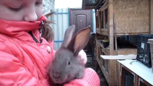 Пополнение! Немецкий пестрый великан(строкач)