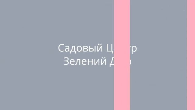 Садовый Центр Зелений Двір - Алое/Алоэ Древовидный С3 смотреть онлайн