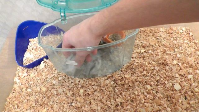 Уборка в контейнере | Джунгарские хомяки 15-21 дней смотреть онлайн