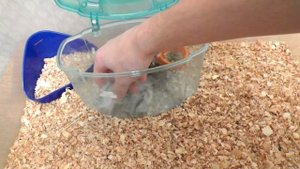 Уборка в контейнере | Джунгарские хомяки 15-21 дней