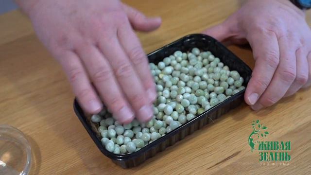 Инструкция по выращиванию микрозелени. Набор для выращивания микрозелени. Семена. смотреть онлайн