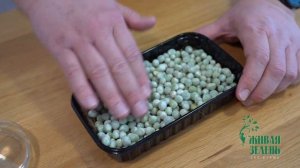 Инструкция по выращиванию микрозелени. Набор для выращивания микрозелени. Семена.