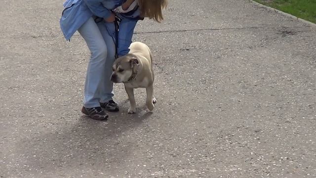 Дрессировка щенка ка де бо. Результат 2-го урока http://dogclass.ru/ смотреть онлайн