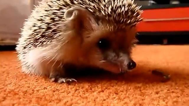 Дикие животные Как ёжик откушать изволил! смотреть онлайн