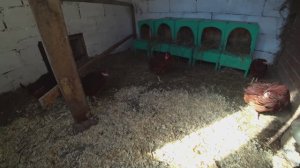 Браун Ник - обзор породы кур