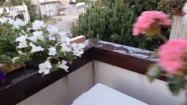 Мои пеларгонии и петунии после небольшой бури. Потрепало... смотреть онлайн