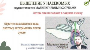 Л.36 | ВЫДЕЛЕНИЕ У ОРГАНИЗМОВ | ОБЩАЯ БИОЛОГИЯ ЕГЭ