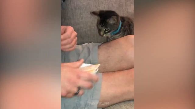 ДомашниеПитомцы и СмешныеВидео