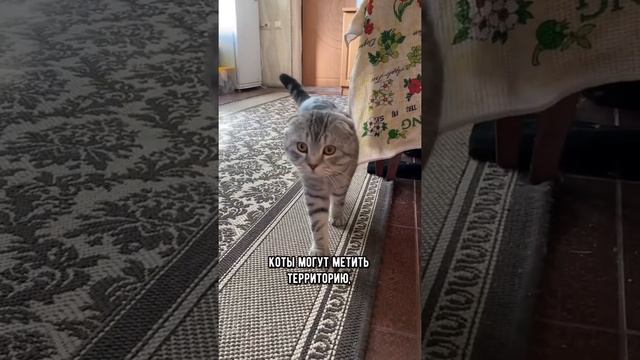 Кого лучше выбрать: кота или кошку #кот #коты #shorts