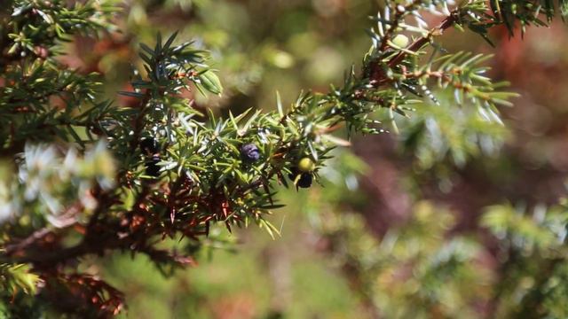 Детское Движение Герои Будущего, программа Agents of Change in Alps 1 1 смотреть онлайн