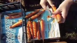 Как сохранить морковь до следующего урожая