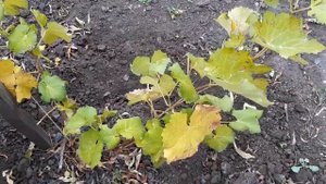 1 ст.л Этого и Виноград перезимует лютые морозы. Используем простое удобрение виноград Осенью.