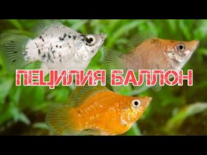 ПЕЦИЛИЯ БАЛЛОН ИЛИ ПЕЦИЛИЯ ДИСКОВАЯ. СОДЕРЖАНИЕ И РАЗВЕДЕНИЕ В АКВАРИУМЕ