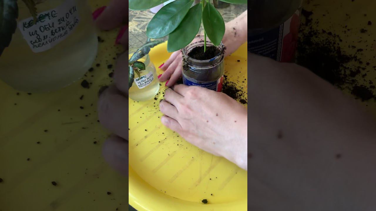 Пеллиония и шефлера