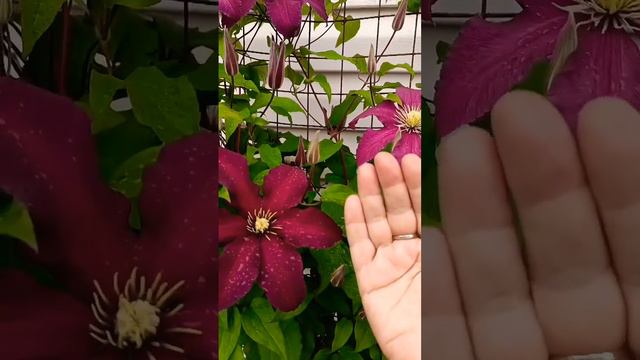 🌺🌺🌺 смотреть онлайн