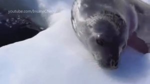 Haddaway - What Is Love (Animal Cover) [only_animal_sounds]