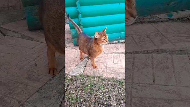 Гуф Гуфыч. Абиссинец. Забавный кот.
