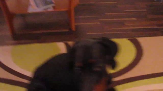 Dobermann Frodo 17 kk смотреть онлайн