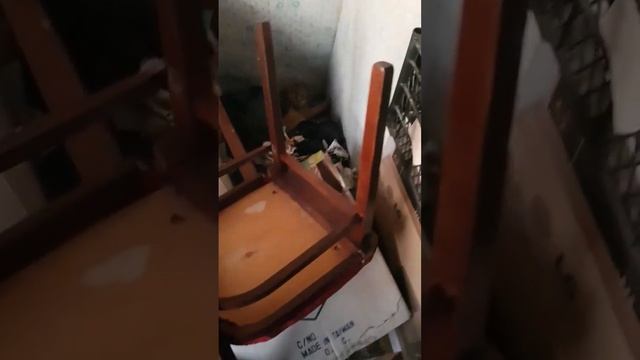 Наша кошка Рыжуля сегодня родила котят??? смотреть онлайн