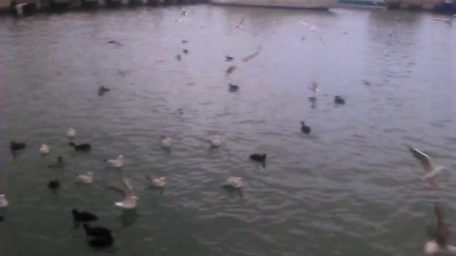 Чайки прилетели!! смотреть онлайн