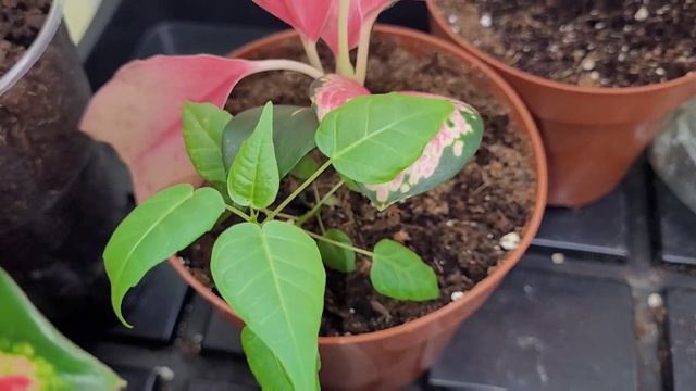 Что за цветок, подскажите!?😊 смотреть онлайн