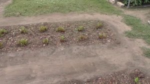 Зачем срезать листья у клубники после урожая