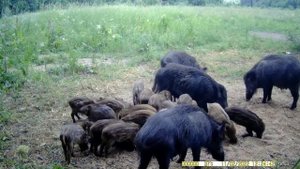 охота на кабана. #кабан #видео #охота #рекомендации