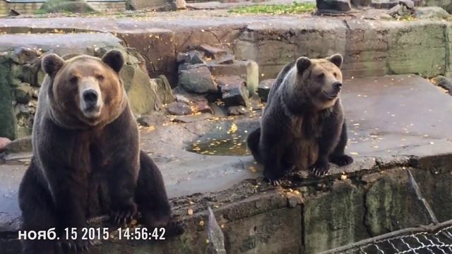 Танец медведя смотреть онлайн