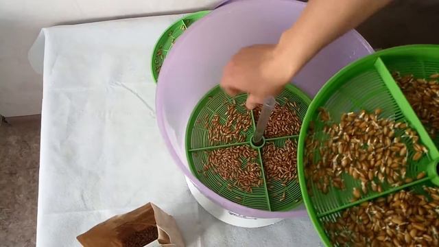 Проращивание пшеницы день второй в проращивателе ДоброСад. Какбыстро  прорастает пшеница.