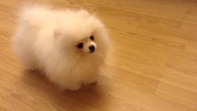 Белый померанец (девочка для дома) 2 смотреть онлайн