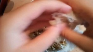ДУХИ ИЗ ЦВЕТОВ? в домашних условиях. Из 2 ИНГРЕДИЕНТОВ!!! | ForestInspire