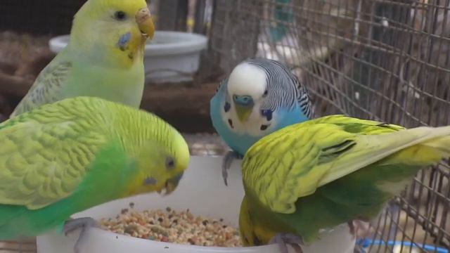 Budgies/Parakeets Eating In Slo-Motion(Волнистых попугаев) смотреть онлайн