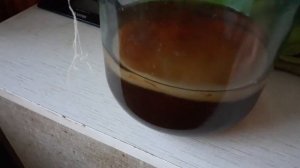 Чайный грибок опускается на дно,в чем причина??!