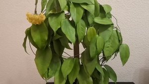 Хойи Кенеджиана цветёт. Хойя Лимониака