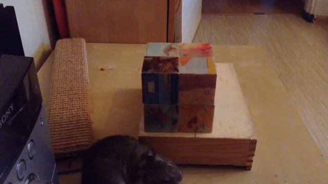 Дрессировка Дегу смотреть онлайн