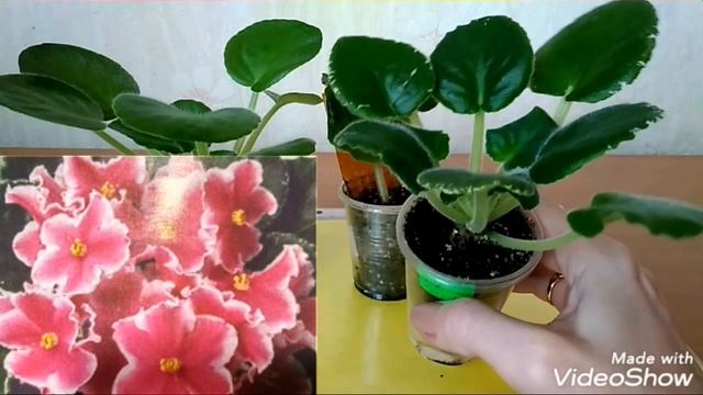 Новые сорта фиалок! смотреть онлайн