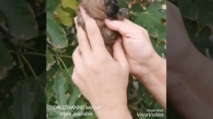 Мальчик ши-тцу окрас золото с черной маской - 1